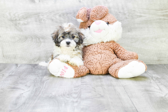 Best Havanese Baby