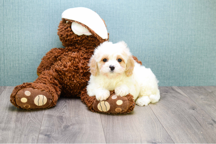 Cavachon Puppy for Adoption