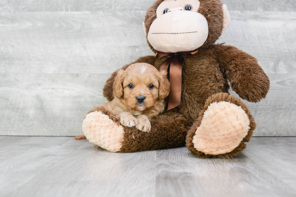 Best Cavapoo Baby