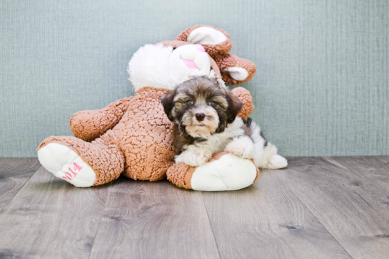 Havanese Pup Being Cute