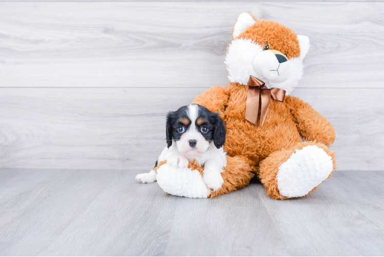 Best Cavalier King Charles Spaniel Baby