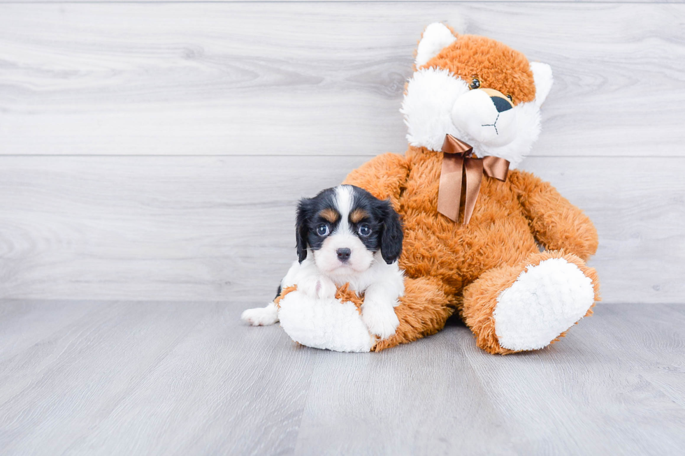Best Cavalier King Charles Spaniel Baby
