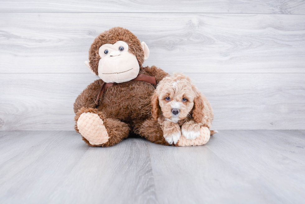 Funny Cockapoo Poodle Mix Pup