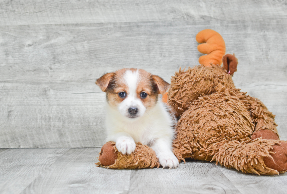 Cute Yorkie Pom Mix Puppy