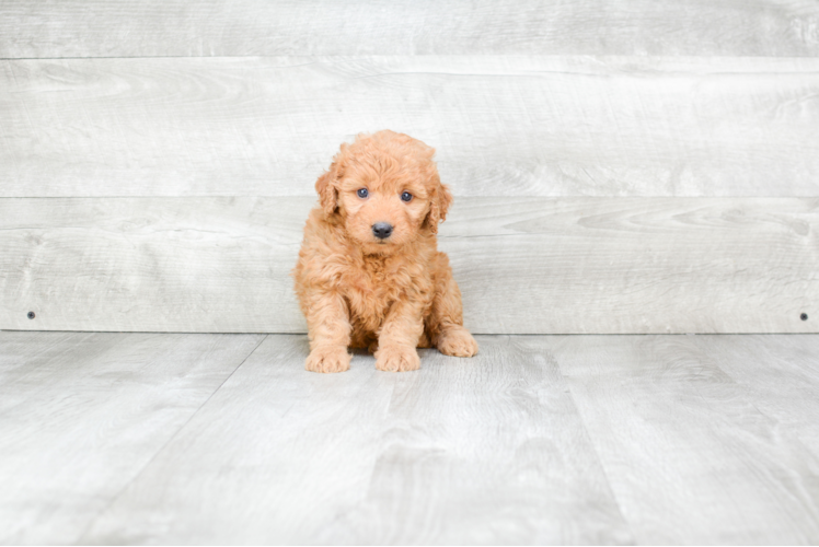 Friendly Mini Goldendoodle Baby