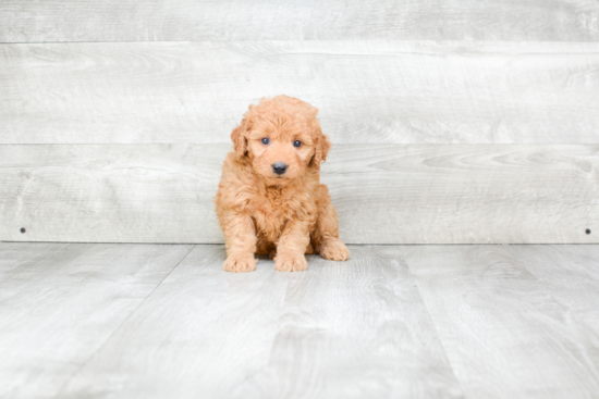 Friendly Mini Goldendoodle Baby