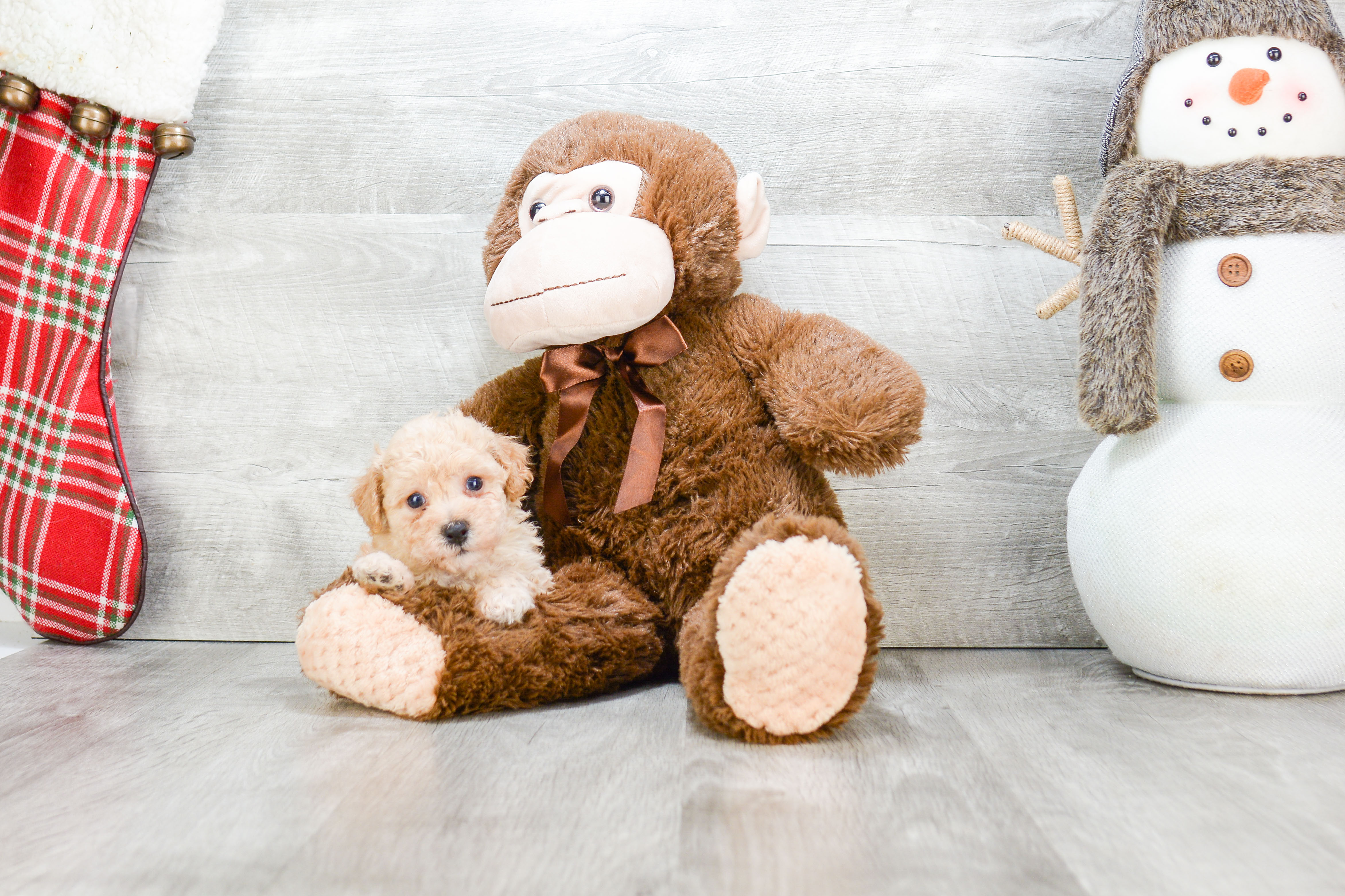 Maltipoo Puppy for Adoption