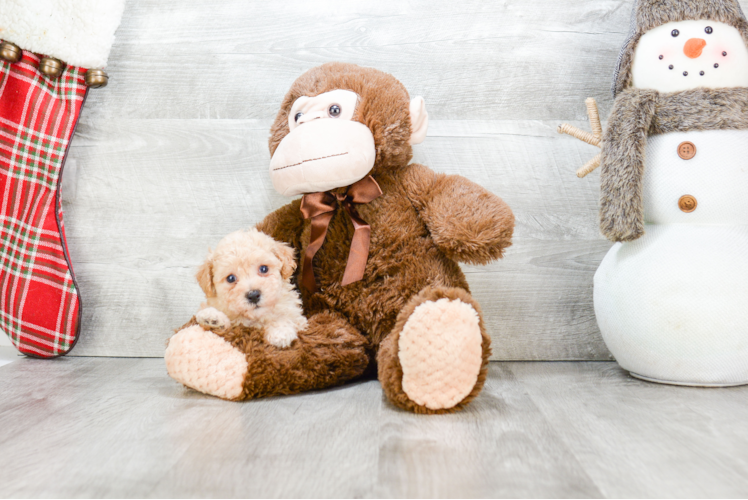 Maltipoo Puppy for Adoption