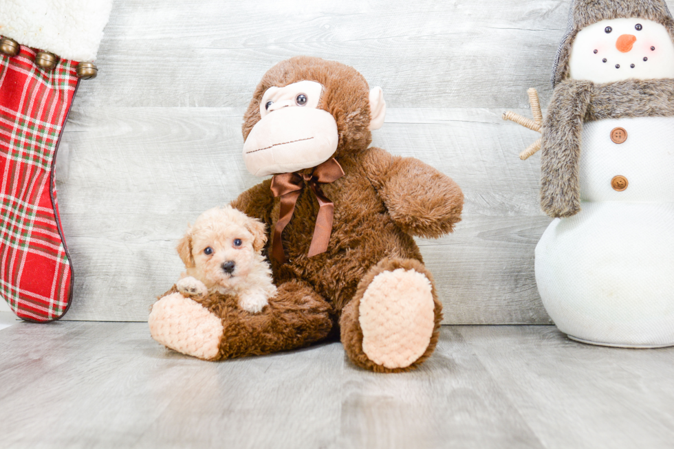 Maltipoo Puppy for Adoption