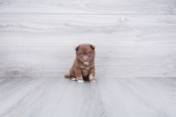 Pomsky Puppy for Adoption