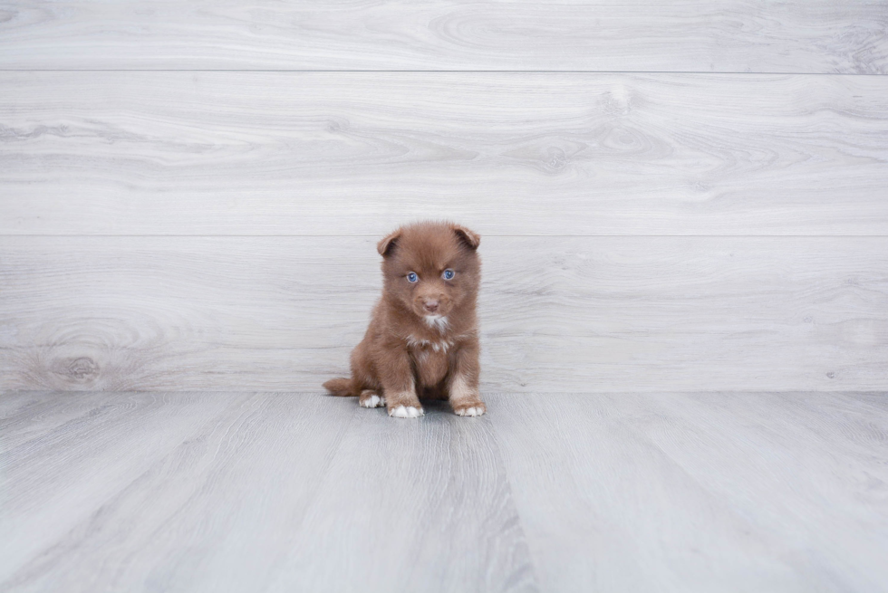 Pomsky Puppy for Adoption