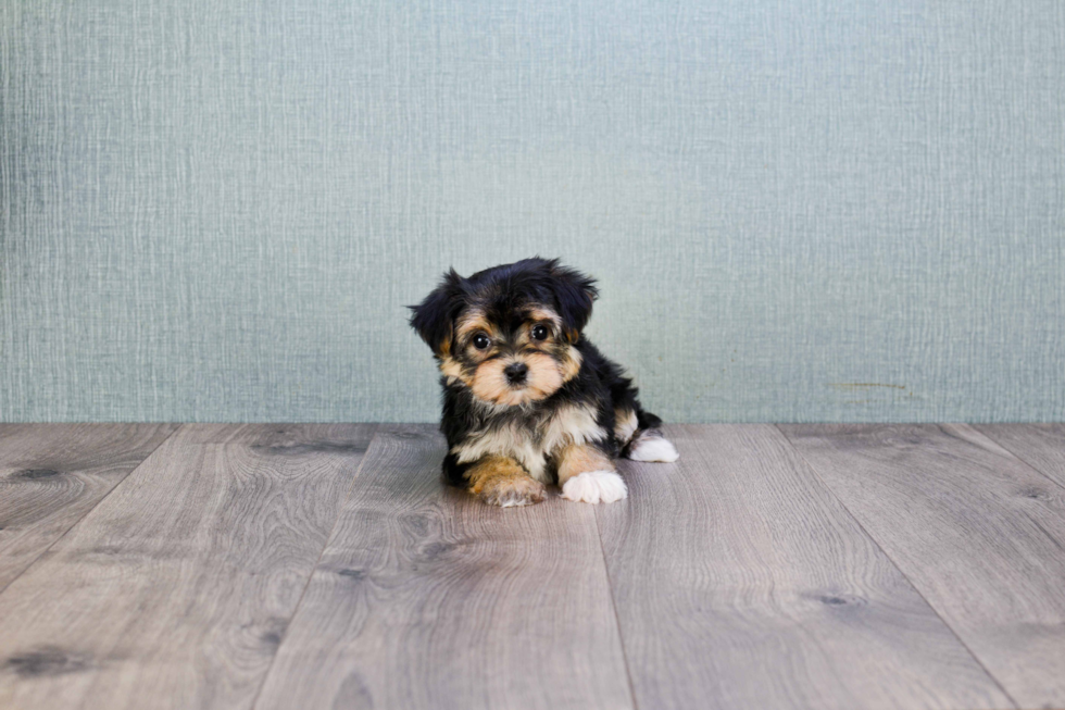 Smart Morkie Designer Pup