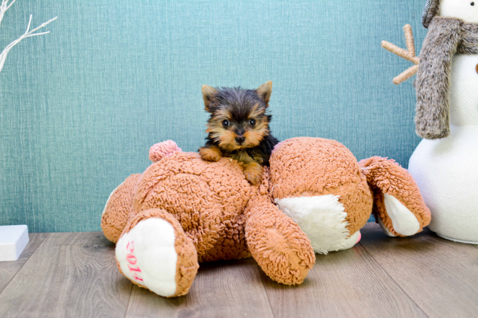 Meet Micro-Teacup-Victoria - our Yorkshire Terrier Puppy Photo 