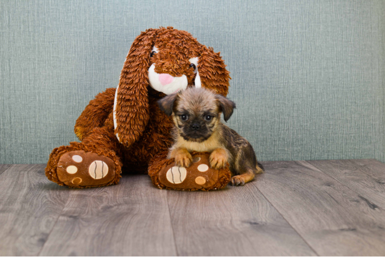 Brussels Griffon Puppy for Adoption