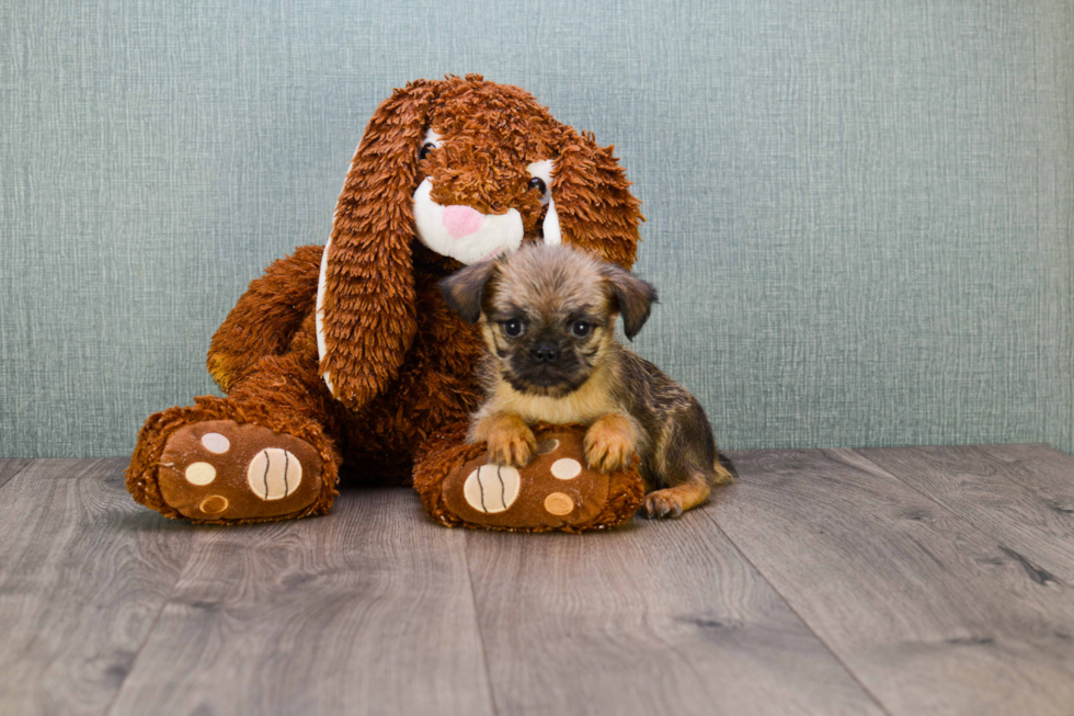 Brussels Griffon Puppy for Adoption