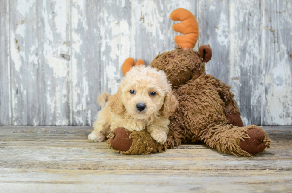 Best Cavapoo Baby