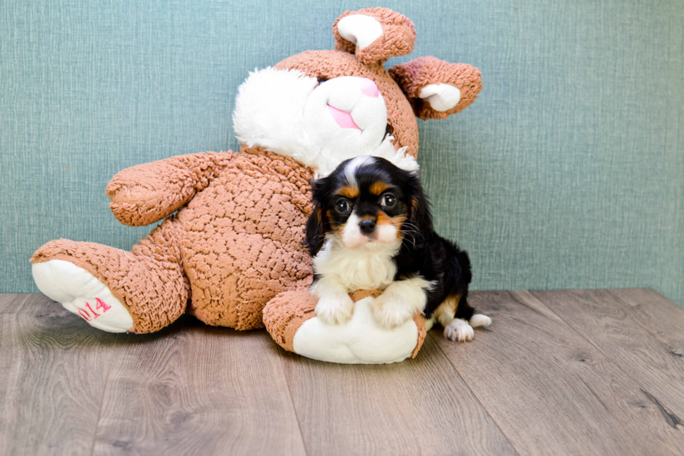 Cavalier King Charles Spaniel Puppy for Adoption