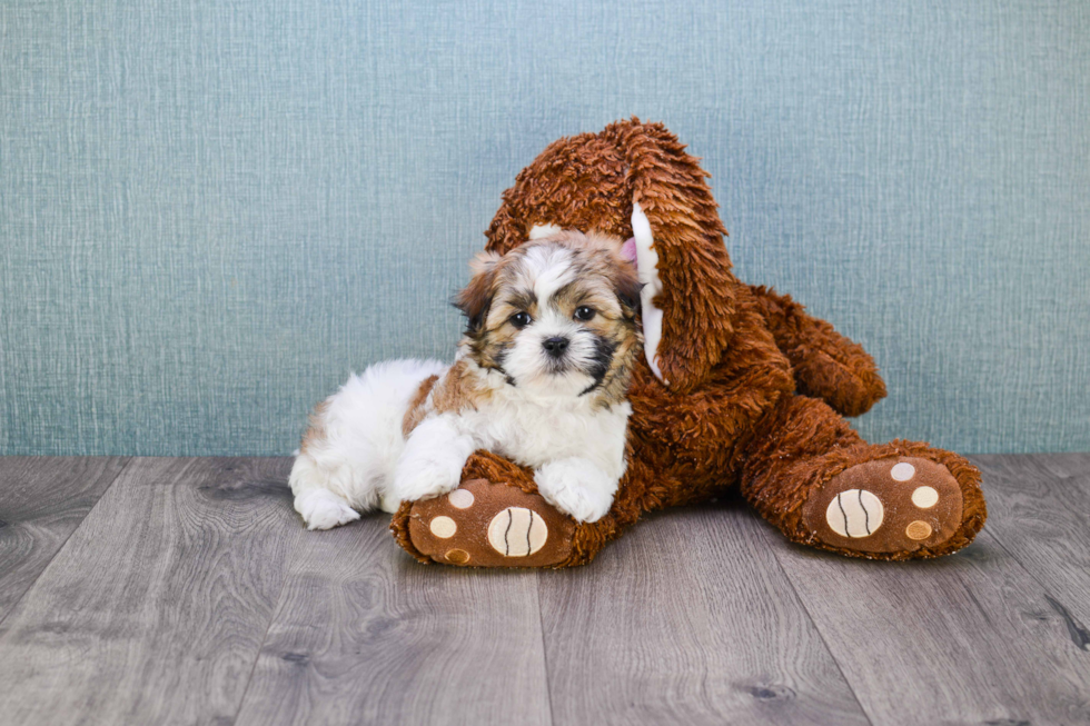 Petite Teddy Bear Designer Pup