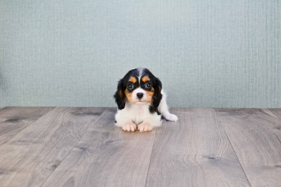 Best Cavalier King Charles Spaniel Baby