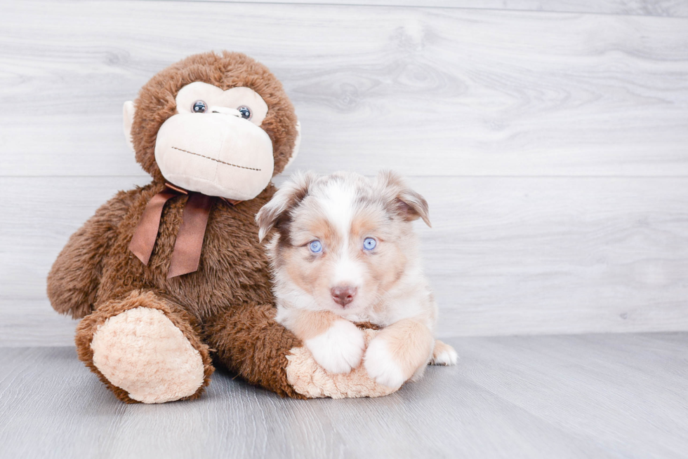 Hypoallergenic Aussiepoo Poodle Mix Puppy