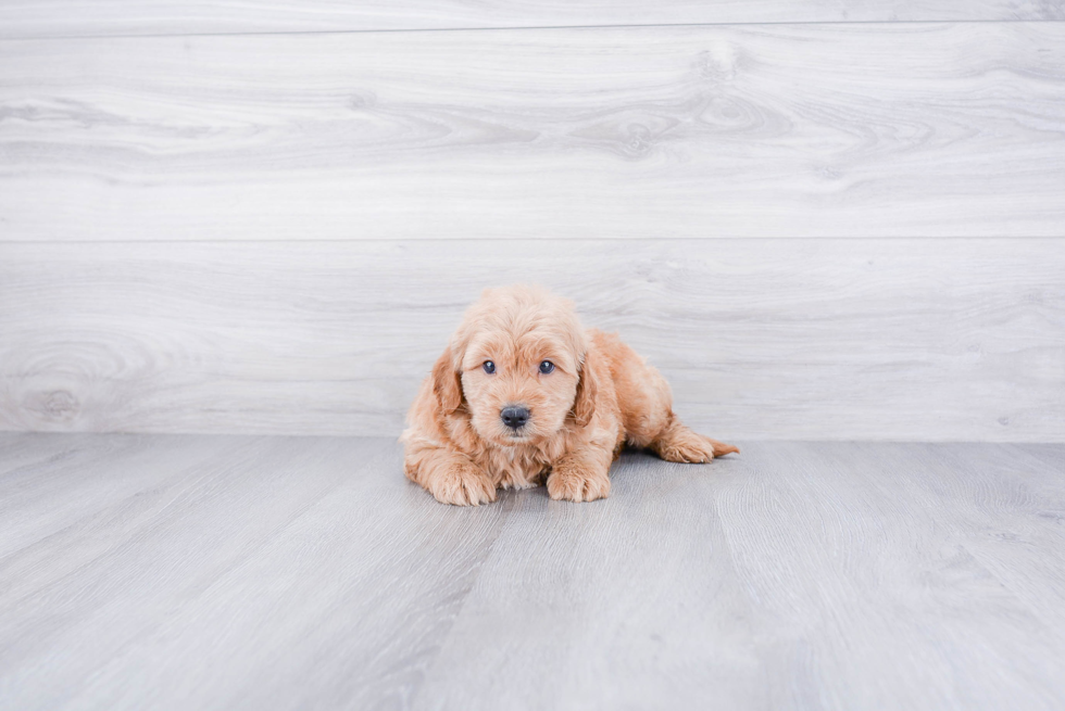 Energetic Golden Retriever Poodle Mix Puppy