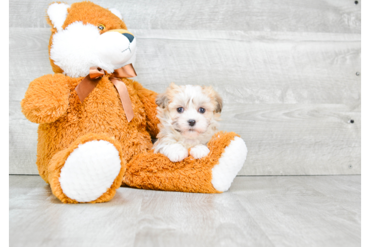 Havanese Pup Being Cute