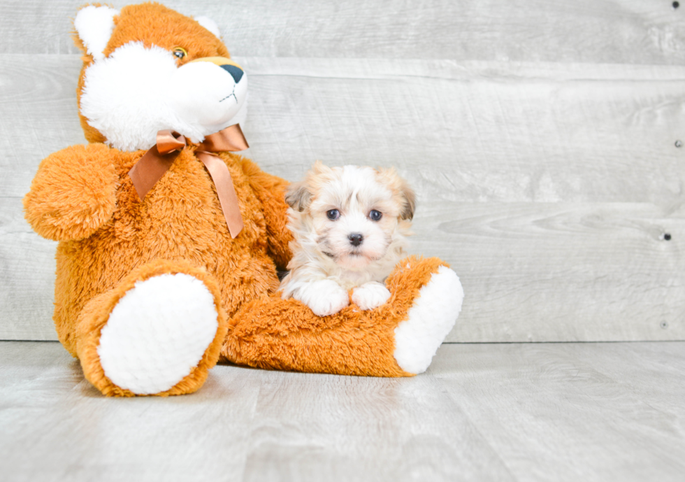 Havanese Pup Being Cute