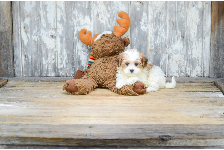 Adorable Yorkie Designer Puppy