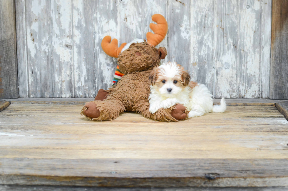 Adorable Yorkie Designer Puppy