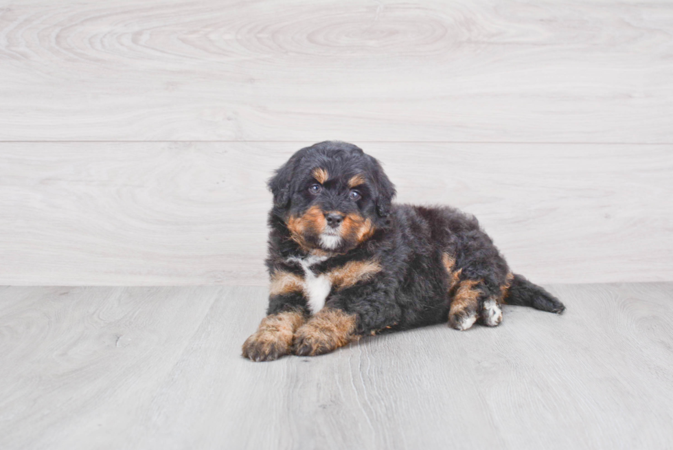 Best Mini Bernedoodle Baby