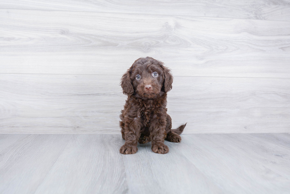 Small Mini Goldendoodle Baby