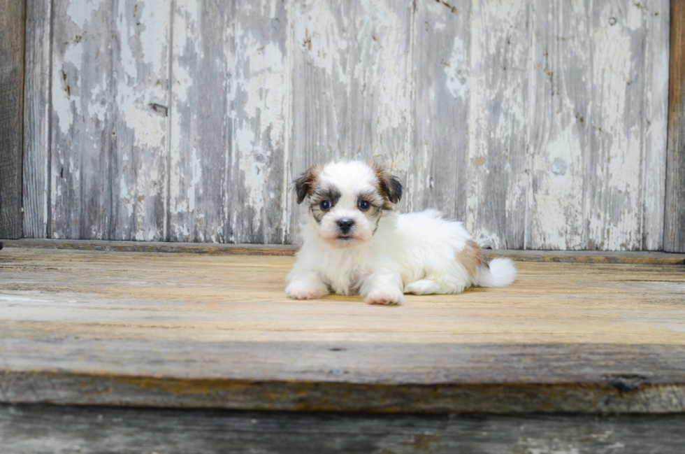 Smart Teddy Bear Designer Pup