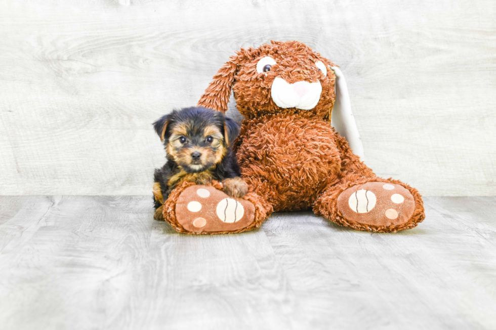 Meet Rebecca - our Yorkshire Terrier Puppy Photo 