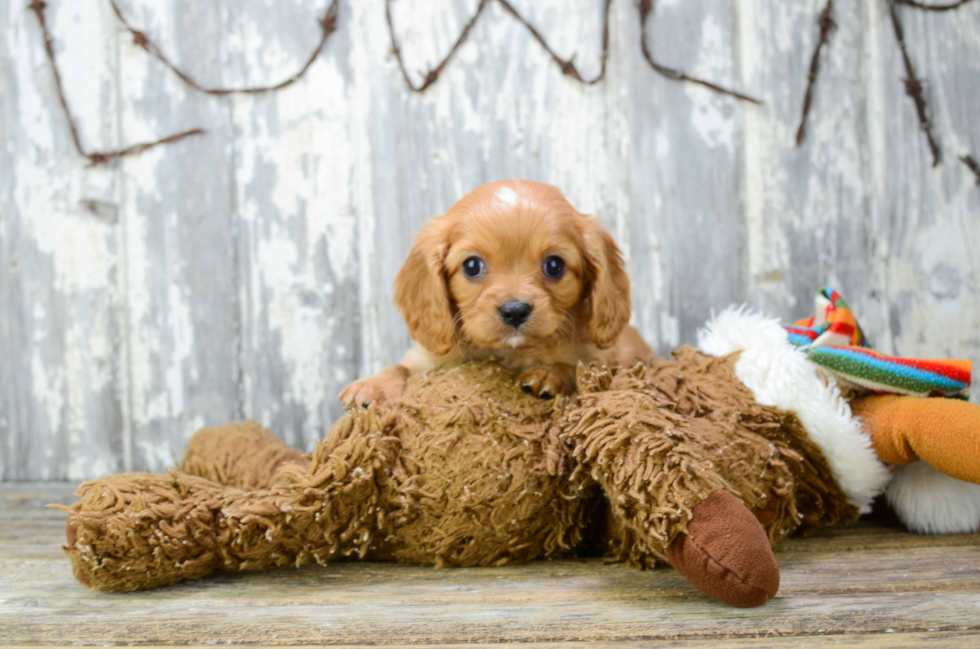 Fluffy Cavalier King Charles Spaniel Purebred Puppy