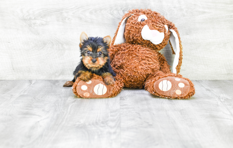 Meet Rebecca - our Yorkshire Terrier Puppy Photo 