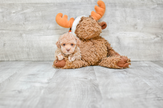 Poodle Pup Being Cute