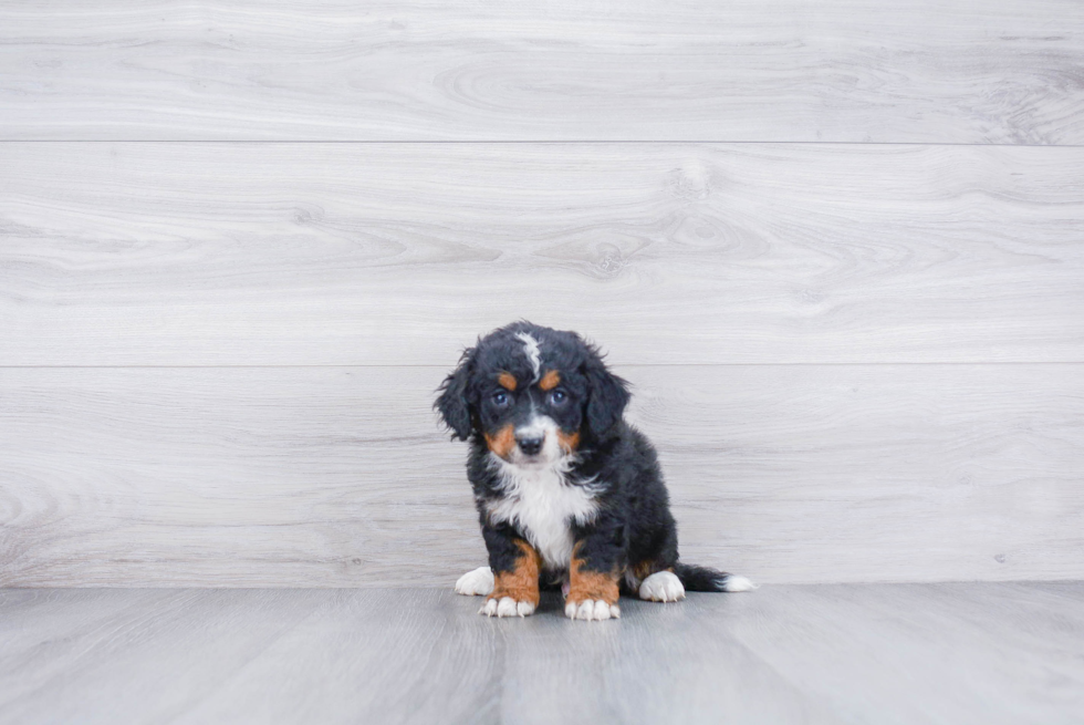 Best Mini Bernedoodle Baby