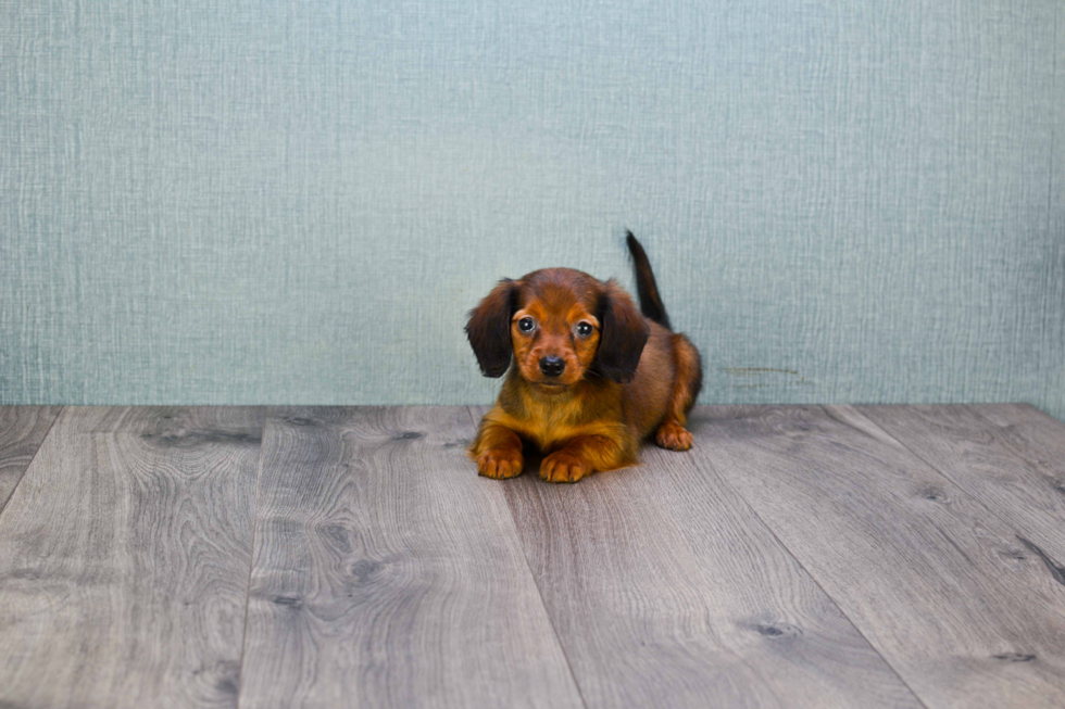 Best Dachshund Baby