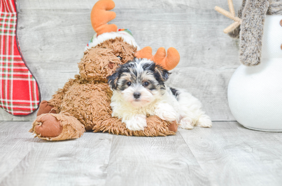 Morkie Pup Being Cute