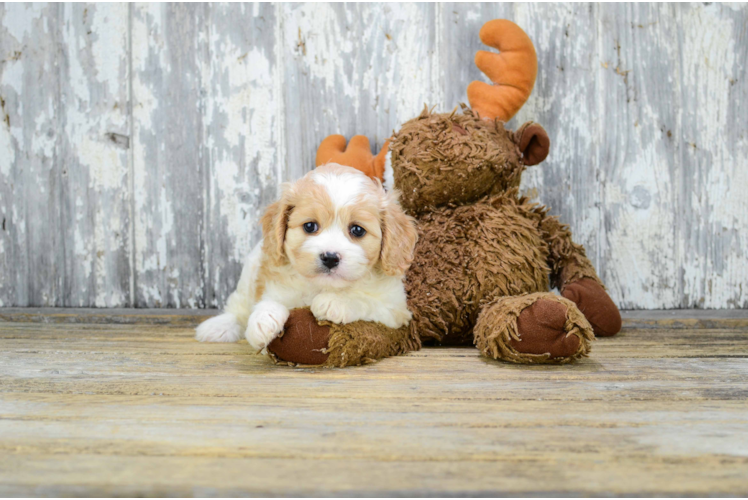 Cavachon Pup Being Cute