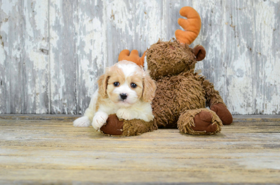 Cavachon Pup Being Cute