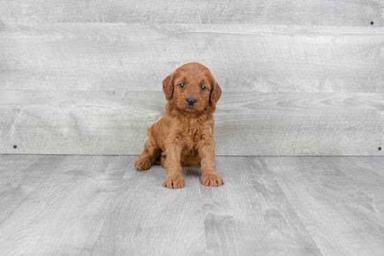 Mini Goldendoodle Pup Being Cute