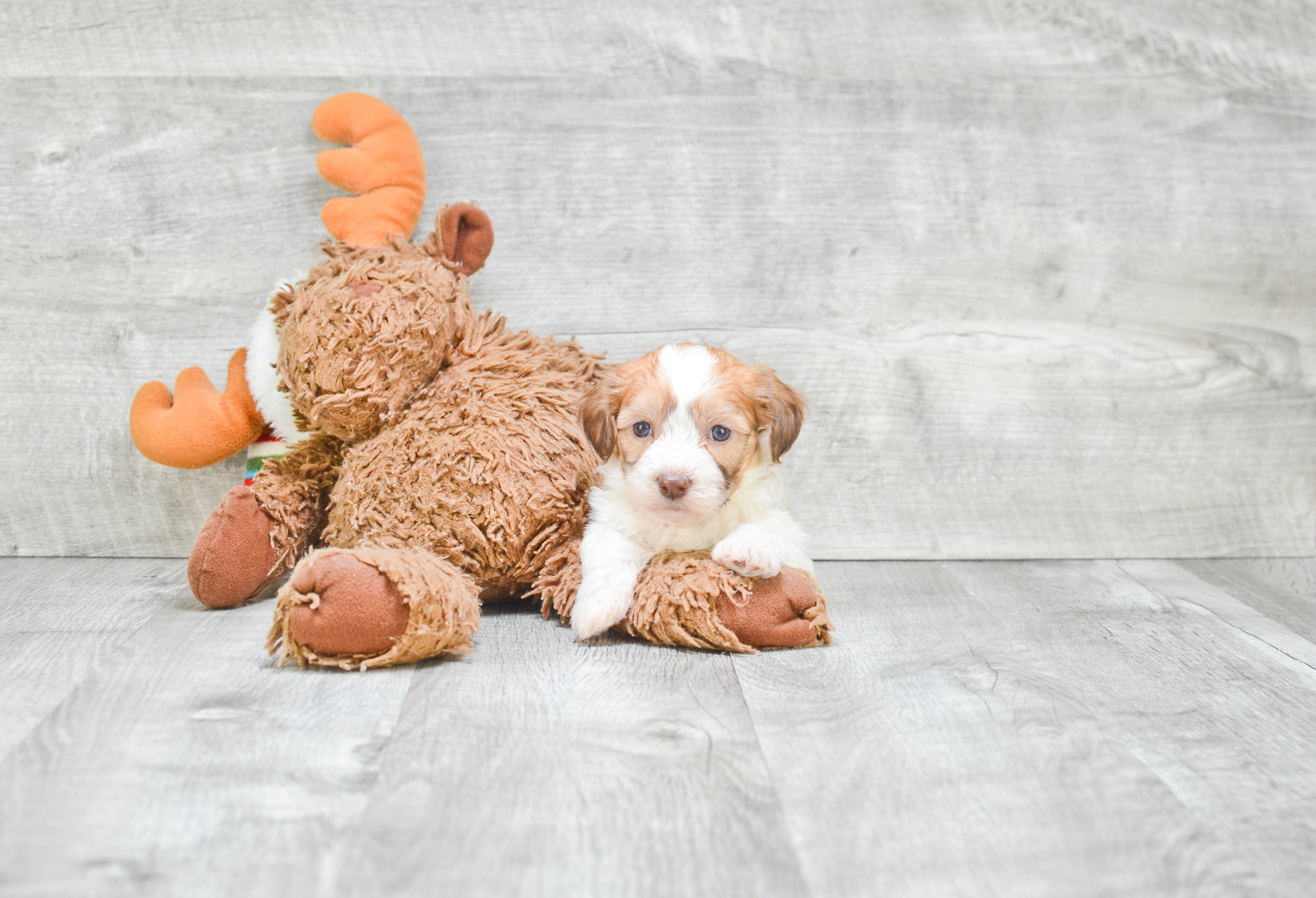Funny Teddy Bear Designer Pup