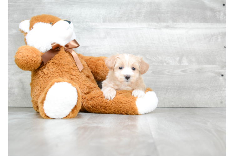 Best Cavapoo Baby