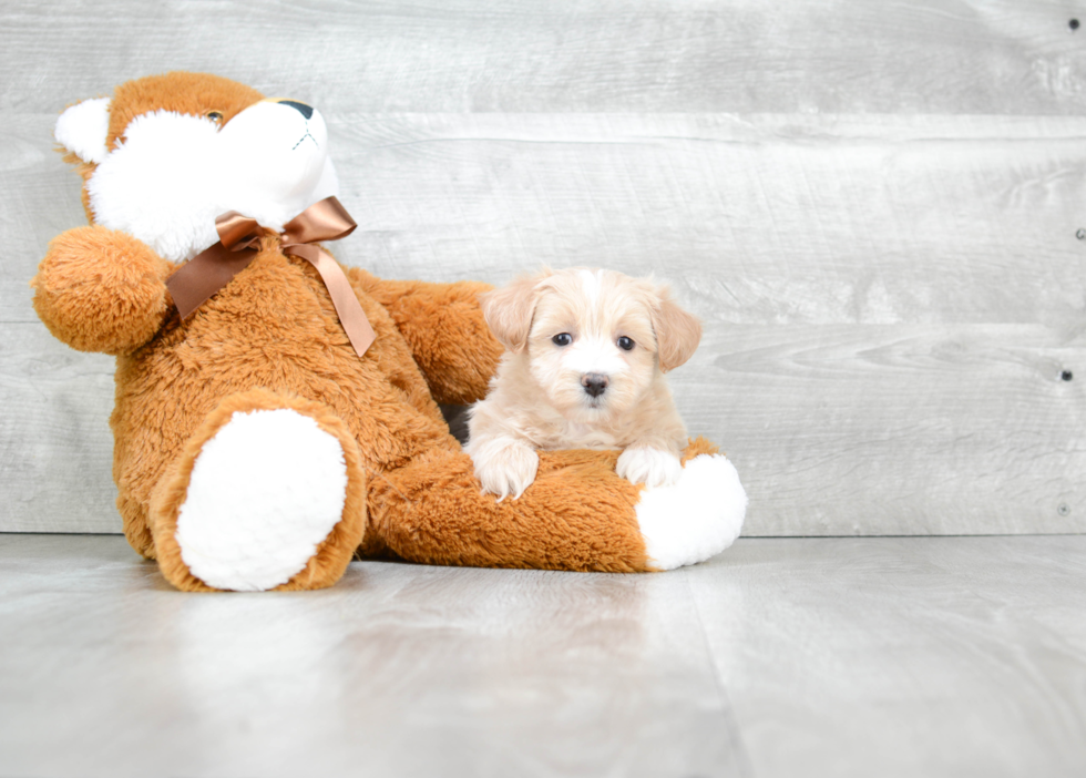 Best Cavapoo Baby