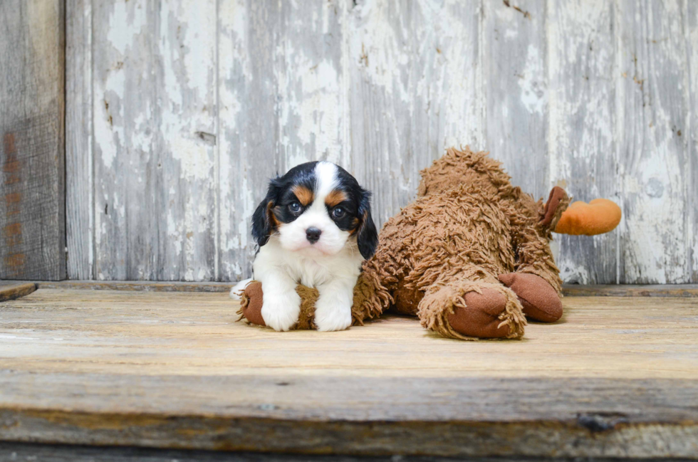 Happy Cavalier King Charles Spaniel Purebred Puppy