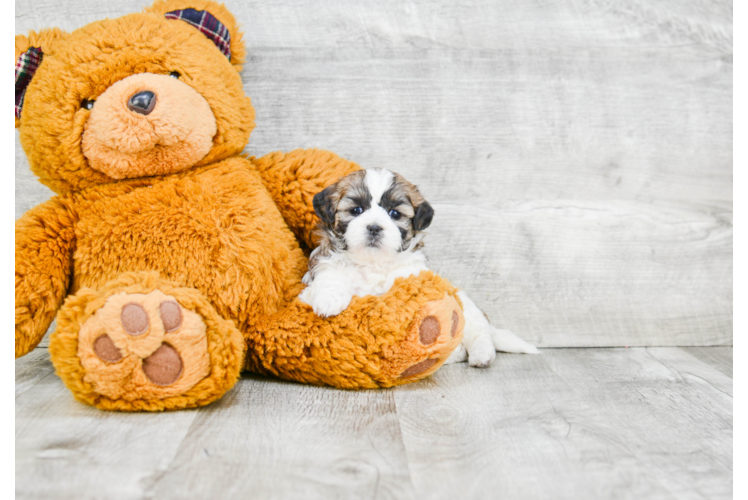 Friendly Teddy Bear Baby