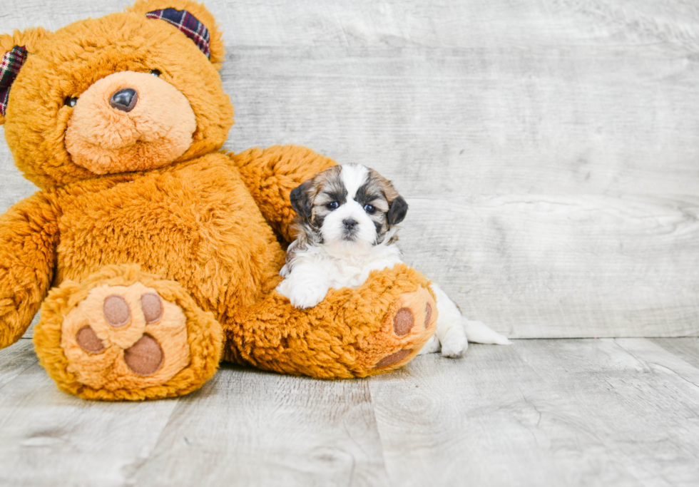 Friendly Teddy Bear Baby