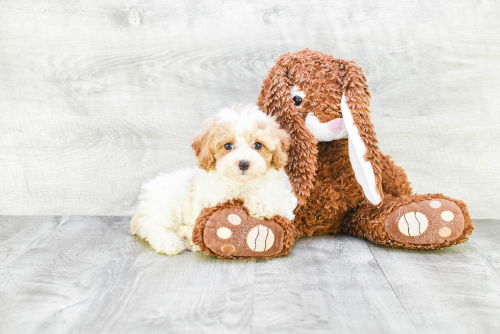 Funny Cavapoo Poodle Mix Pup