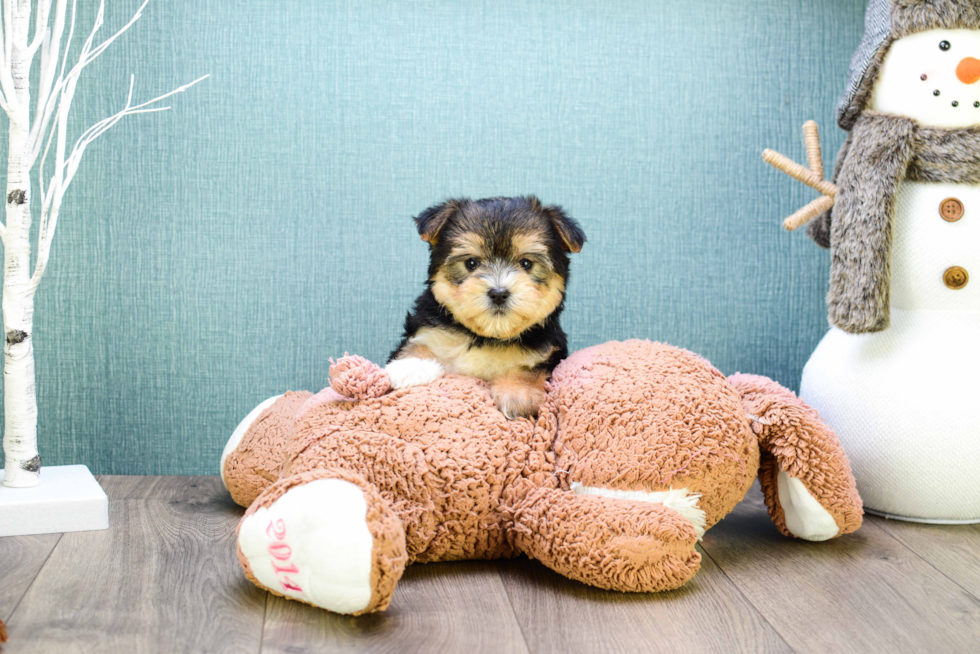 Smart Morkie Designer Pup